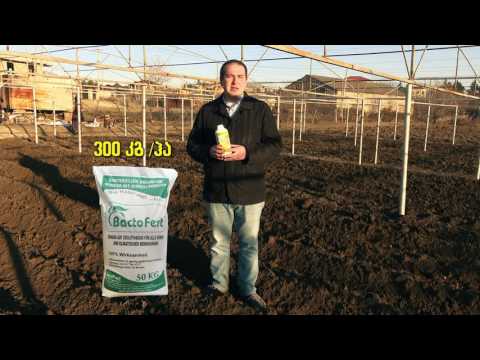 კარტოფილის სათესლე მასალის  ჯეოჰუმატით დამუშავება