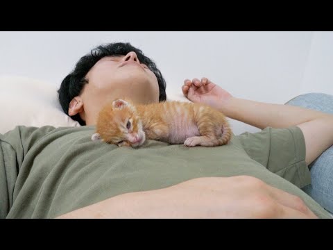 What Do <strong>Kittens</strong> Do While You Sleep?