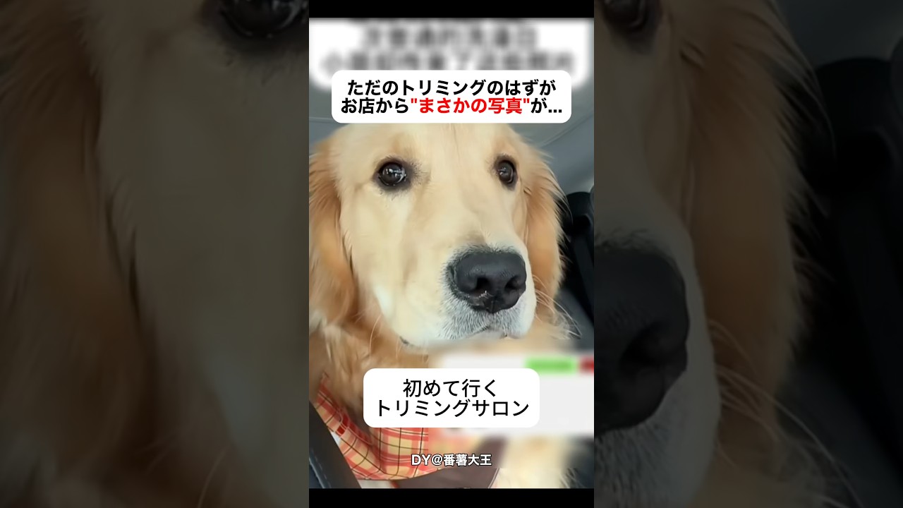 ただのトリミングが特別な日になった理由
