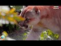 FOREST'S PREDATORS – SILENT HUNTERS OF THE WILDERNESS 🐾🌲