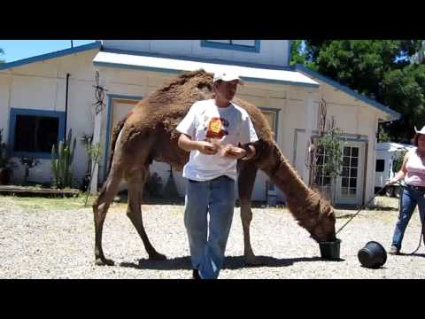 Oasis Camel Dairy, Ramona, California- Baby Camel ...