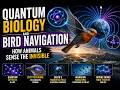 Quantum Biology and Bird Navigation | How Animals Sense the Invisible