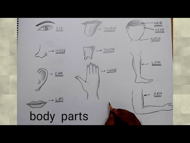 Body parts Illustrations and Clip Art 54814 Body parts royalty free  illustrations and drawings available to search from thousands of stock  vector EPS clipart graphic designers