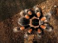 Полиняла Brachypelma smithi, определяем пол!!!