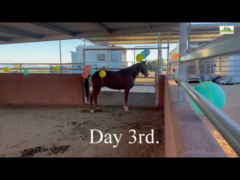 Horse Training - Desensitization of horses