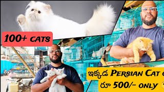 Persian cat Market in Hyderabad| Telugu vlog #mahboobchowk