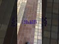 【衝撃】母が夫の子を妊娠しました23#サレ妻 #サレ妻くるみ