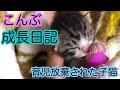【元保護猫】こんぶ成長日記〜ダイジェスト