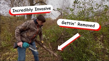 Buckthorn… Need I Say More?