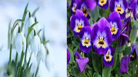 Why the White Flowers Will Wither