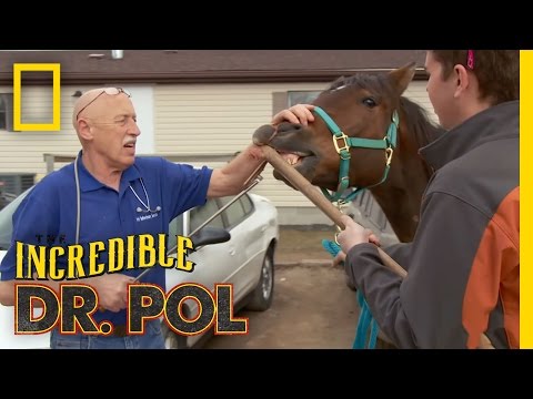 Hookin’ Horse Teeth | The Incredible Dr. Pol