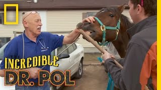 Hookin’ Horse Teeth | The Incredible Dr. Pol