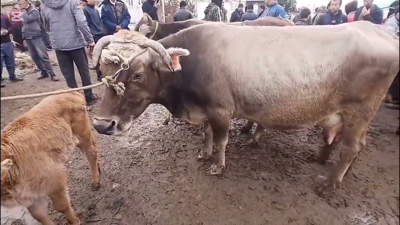 МОЛБОЗОРИ УЯЛИ Н ХУРОСОН 15 ФЕВРАЛЯ 2026 г