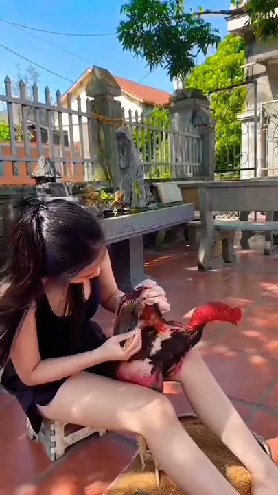 Botoh cantik kemin ayam 🔥 #shorts #chicken #story #rooster