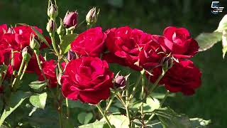 Najlepša Bašta - Borino 5Kazanje