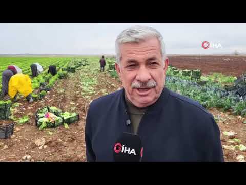 Adıyamanlı çiftçiler yılda 2-3 ürün elde edebilecek