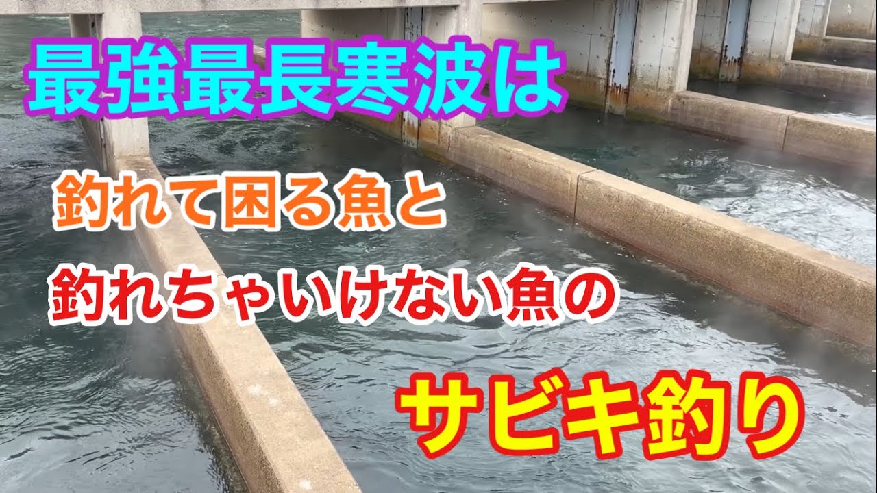 最強最長寒波はアレより釣れるサビキ釣り 碧南釣り広場