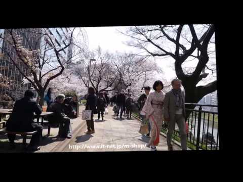 外濠公園の桜　2017年4月4日（平成29年） 1/2