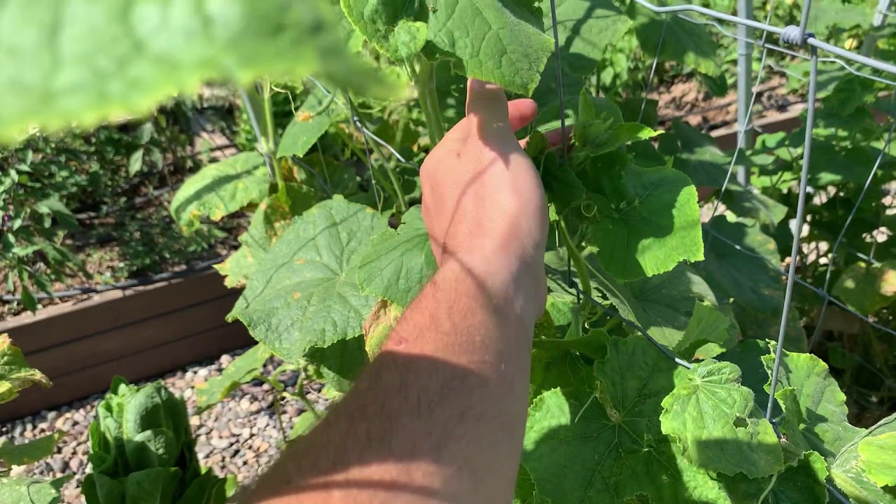 Bahçe Turu ve Tecrübeler 19 BÖLÜM