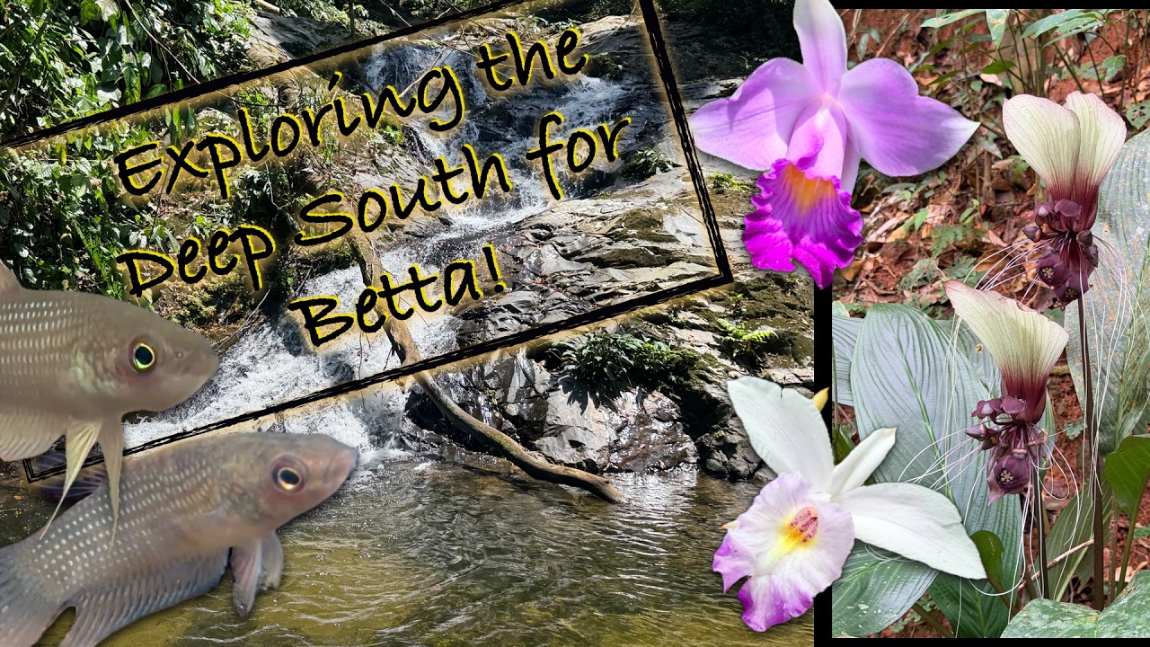 Betta Fish Habitat and Distribution in Thailand's Deep South