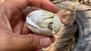 Amazing Pekin Duckling Hatching From Eggs -Nee Baby Duck Born