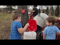 Back creek homestead collecting maple sap 2024 maplesyrup antiquetractor