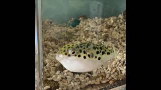 ミドリフグは穴を作って昼寝した Green spotted pufferfish made a hollow to take a nap.