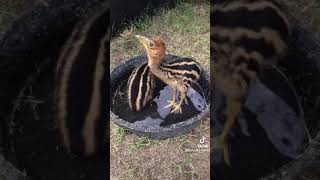 Download Lagu Cassowaries Hatch After 24 Years!! MP3