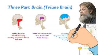 Your Brain: A User's Manual