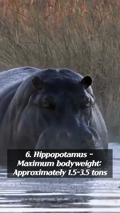 Which Animal Weighs The Most In The World animal world YouTube which-animal-weighs-the-most-in-the-world-animal-world-youtube