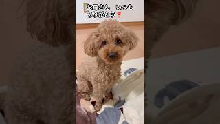 マッサージ大好き🐶自分で向きを変えるトイプードル #トイプードル #元気になる動画 #いやしわんこ