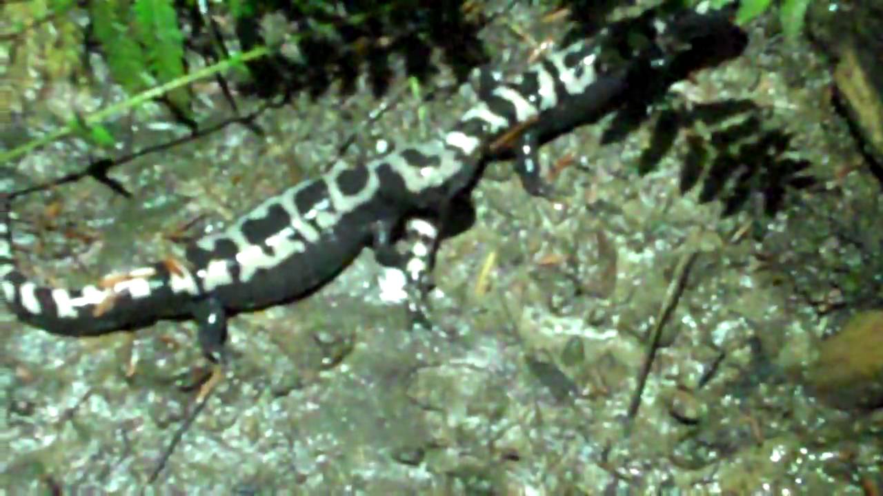 Marbled Salamanders Courting YouTube
