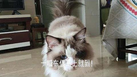 養布偶和養英短的區別！看了你就知道為什麼這麼多人喜歡布偶！ - 天天要聞