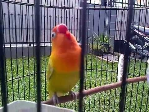 Love Bird Juara Ngekek Panjang