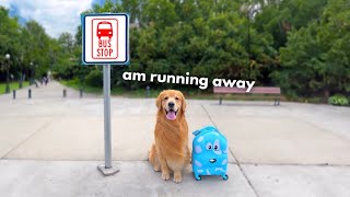 I'm Running Away! Information