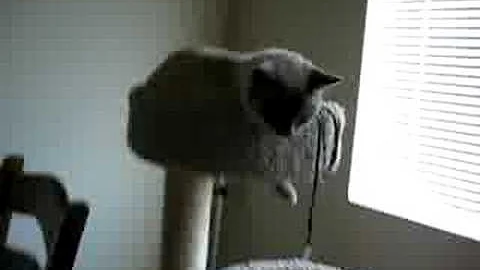 Watch the video about Lilac Siamese