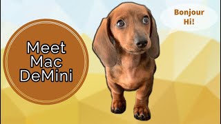 Getting to know Mac our mini dachshund puppy | Traits & Quirks