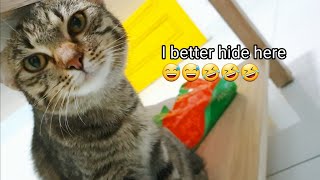 Kitty Scared of Bug. by Cats Reporter 165 views 3 years ago 45 seconds