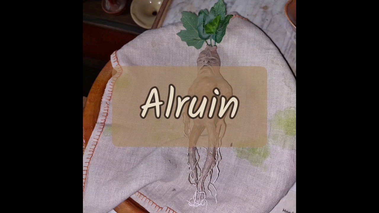 Alruin - mythes en mysteriën over deze plant 