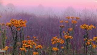 Video thumbnail of "you - doddleoddle (audio)"