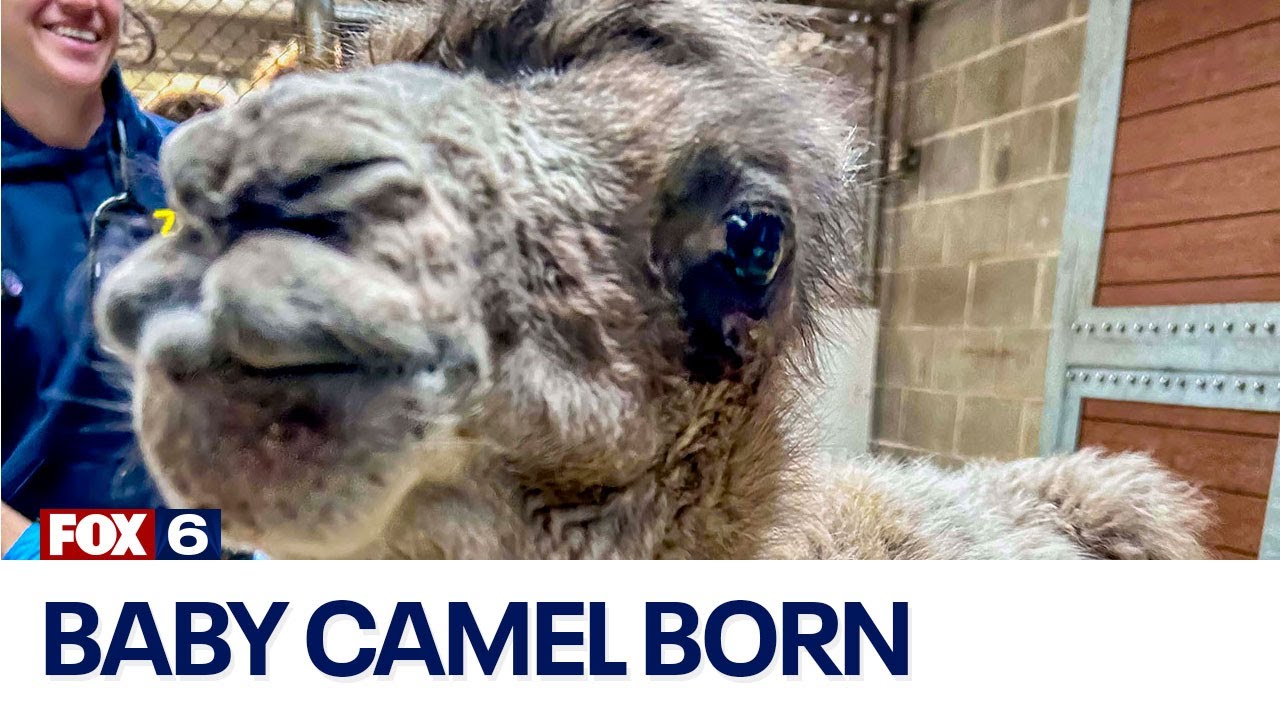 Milwaukee County Zoo; Camel born on May 20 | FOX6 News Milwaukee - YouTube