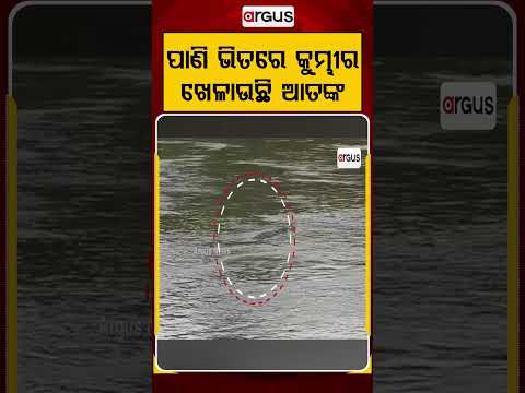 ପାଣି ଭିତରେ କୁମ୍ଭୀର ଖେଳାଉଛି ଆତଙ୍କ | Argus Reels | CrocodileTerror | CrocodilePanic | ArgusNews