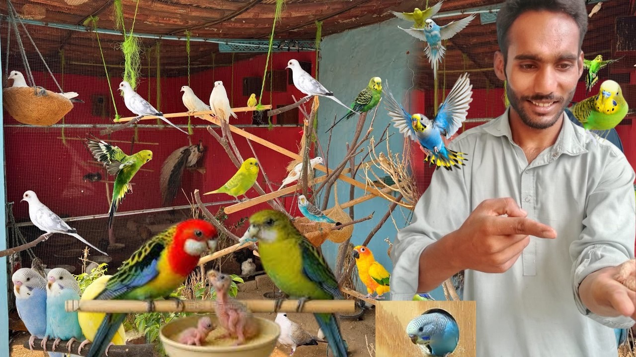 Ab Aen Gy Parrots Kay Bachy 😁 Breeding Cage Lga Diye 🙂 Bahut Cute Birds Ane Wale Hain 🙂