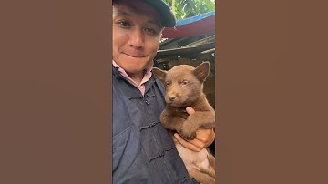 Bé cún Hmong cộc đỏ lửa của anh Mi Lúa. Rất đẹp trai ! Bác nào yêu em nó thì đón bé về :)