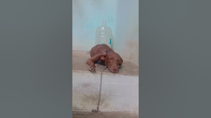 நம்ம எவ்ளோ அழகு ப்பா ❤️😂 #comedy #petlover #pet #vethu_vetu_chandran #shortsfeed #short #video