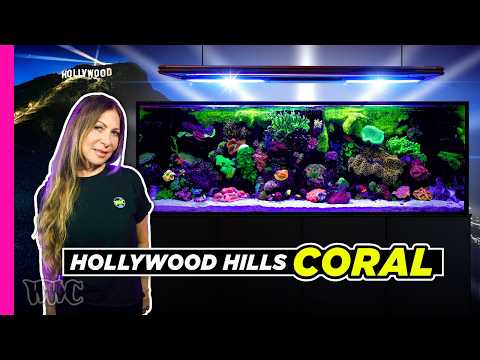 180+ Gallon Reef Tank Build: From Start To Stunning