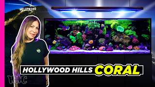 Reef Tank Under the Hollywood Sign! | 180 Gallon Tank