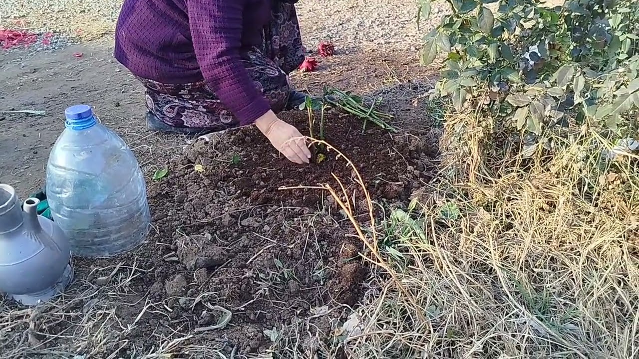 Кеч куздо розаны кобойтуу.