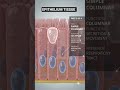 EPITHELIUM TISSUE #viral #3danimation #biology #anatomy #science #shorts