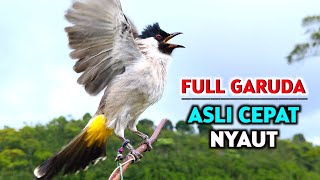 Suara Burung Kutilang Gacor Garuda Memanggil Lawan
